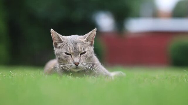 lazy cat looks around and sleepy blinking,