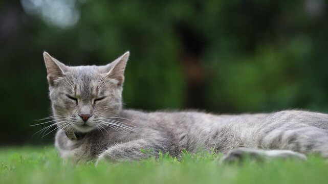 lazy cat looks around and sleepy blinking,
