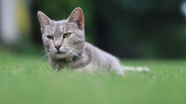 lazy cat looks around and sleepy blinking,