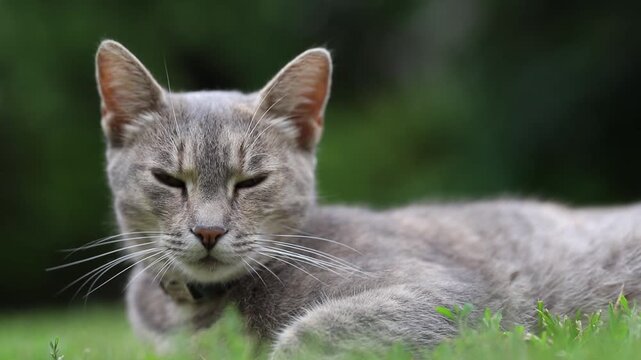 lazy cat looks around and sleepy blinking,