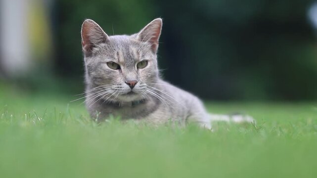 lazy cat looks around and sleepy blinking,