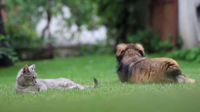 lazy cat looks around and sleepy blinking,