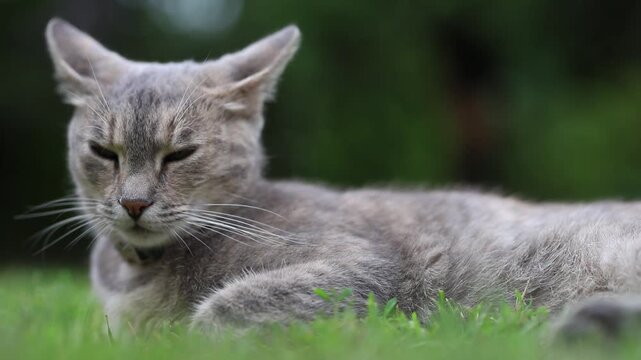 lazy cat looks around and sleepy blinking,