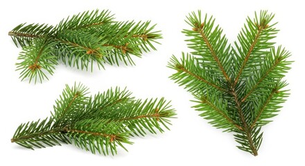 Obraz premium Fresh Green Fir Branches on White Background