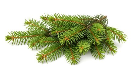 Fresh Green Spruce Branch on White Background, Christmas Concept