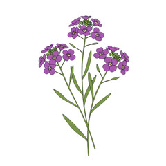 Fototapeta premium Detailed botanical illustration of purple flowers with green leaves and stems isolated on white background