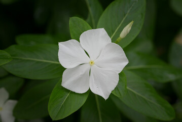 A close-up captures pristine white Madagascar periwinkle flowers with a soft yellow center, set against a dark, lush green leafy background.
