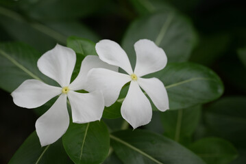 A close-up captures two pristine white Madagascar periwinkle flowers with a soft yellow center, set against a dark, lush green leafy background.