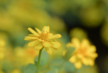A close-up of a vibrant yellow zinnia flower, its layered petals in full bloom, with a green stem and leaves against a softly blurred background.