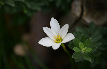 A close-up of a delicate white rain lily flower with a yellow center, blooming from a succulent-like plant, against a blurred, dark background.