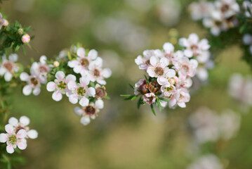 A close-up of delicate pink and white wax flowers blooming on slender green stems, with soft blurred background.