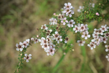 A close-up of delicate pink and white wax flowers blooming on slender green stems, with soft blurred background.
