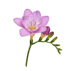 Obraz premium Delicate purple freesia blossom with budding stem isolated on white background