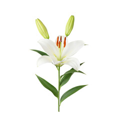 Elegant white lily with green buds and leaves, detailed floral arrangement isolated on white background