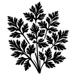 Illustration of a stylized black parsley plant with multiple stems and detailed leaves on a white background