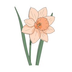 Delicate pastel daffodil illustration with soft hues isolated on white background