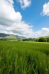 Obraz premium green grass and blue sky