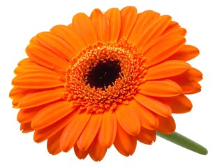 Close-up vibrant orange Gerbera daisy blossom for botanical beauty