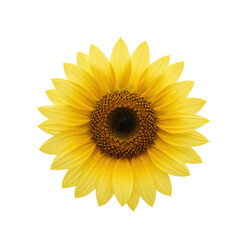 Fototapeta premium Detailed close-up of a vibrant yellow sunflower isolated on white background