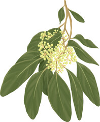 Botanical Digital Painting of Eucalyptus Plant