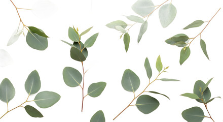 Fresh eucalyptus branches with green leaves, gracefully arranged on a clean white background, perfect for botanical themes and natural design projects