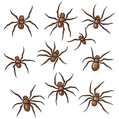 spiders, insect, halloween, festival, vector, transparent background, animal, arachnid, nature, cobweb, danger, spiderweb, scary, horror, creepy, pattern, predator, Spider Set, A bunch of spiders