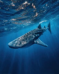 Majestic Whale Shark Swimming in Clear Pacific Ocean Near Tonga Premium Authentic Eco-Tourism Content for Sustainable Travel Marketing and Social Media
