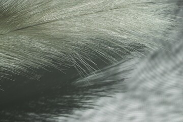 Abstract Feather Texture with Shadows. Delicate and Soft White Background for Creative Projects.