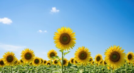 Obraz premium Sunflower Pastoral Against a Blue Sky