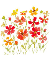 秋の水彩コスモス