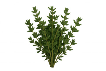 Fototapeta premium Sprig of fresh thyme with small green leaves isolated on a transparent background, perfect for food and cooking projects