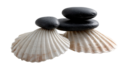 Seashells and black spa stones on white background