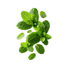 handful of chopped fresh mint leaves with fine veins