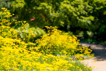 A landscape of a field of yellow Golden lace (Patrinia scabiosifolia) flowers in full bloom in spring.