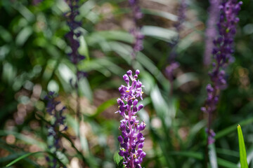 Obraz premium Close-up of purple Lilyturf (Liriope muscari) flowers blooming in early summer.