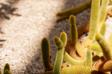 Close-up photo of a cute Cleistocactus Winteri cactus.