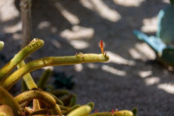 Close-up photo of a Cleistocactus Winteri cactus with cute pink flower buds growing.
