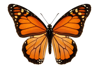 Obraz premium Elegant butterfly with symmetrical wings showcasing vibrant orange and black patterns in front of a blank backdrop, a beautiful nature insect detail.