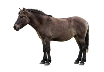 Fototapeta premium Isolated dark horse portrait showcasing its muscular build and distinct features against a stark white backdrop, creating a striking animal image.
