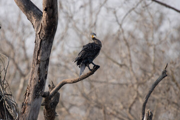 Darter Bird Drying Wings on Tree Branch