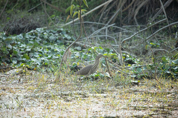 Pond Heron Searching for Food Along Wetland Edge in Chitwan National Park