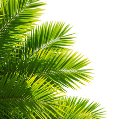 Obraz premium Palm tree leaves isolated on white background tropical plant foliage