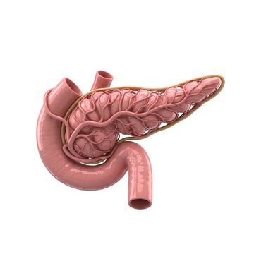 Detailed 3D Medical Illustration of the Human Pancreas and Duodenum Isolated on a Clean White Background