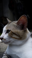 Front side close up portrait of a cat