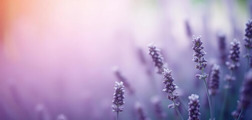 Obraz premium Abstract dreamy lavender haze, soft focus bokeh, feeling, blurred