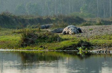 Mugger Crocodile Resting on the Sandy Riverbank of Chitwan National Park