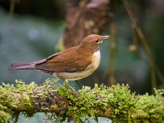 White-necked Thrush on Mossy Branch