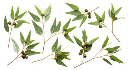 Multiple fresh green eucalyptus branches with vibrant leaves and developing seed pods, artfully isolated on a clean white background, perfect for natural and botanical design projects