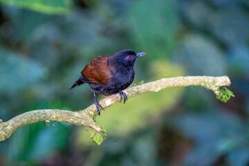 Western Fire-eye Perched on Branch