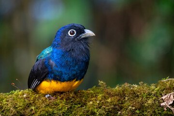 Fototapeta premium Green-backed Trogon Perched on Branch